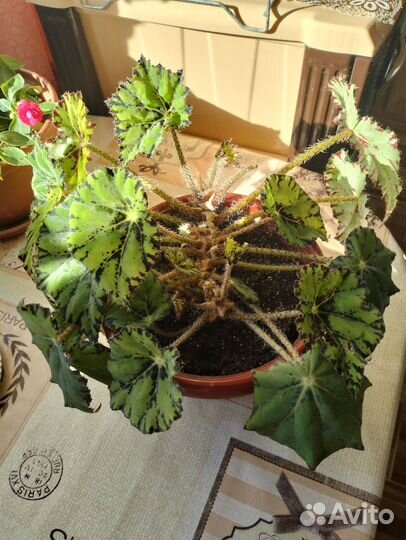 Комнатные цветы