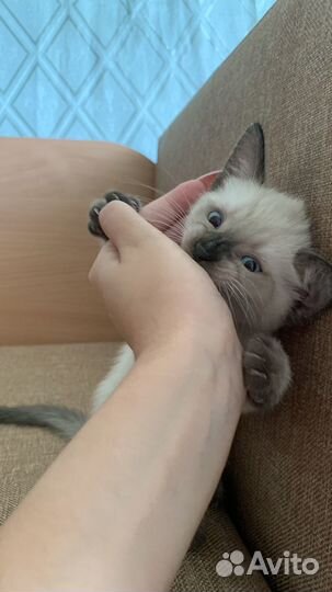 Сиамский котенок