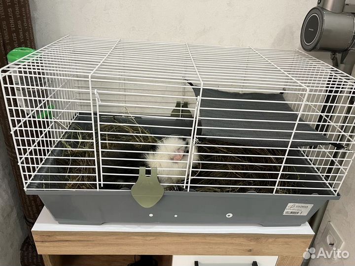 Морская свинка с клеткой