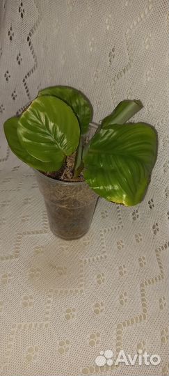 Калатея орбифолия