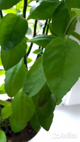 Роскошный фикус и Педилантус