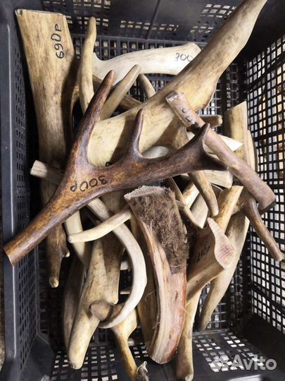 Рога оленя, лакомство для собак