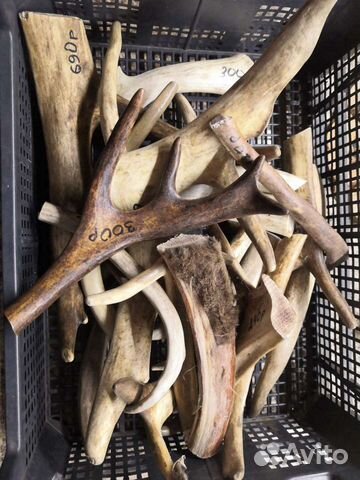 Рога оленя, лакомство для собак