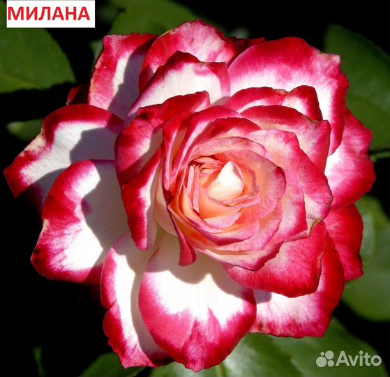 Саженцы роз собственнокорневые