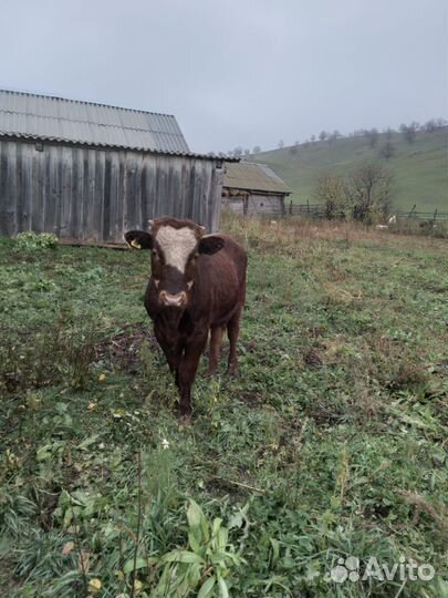 Продам корову и бычка