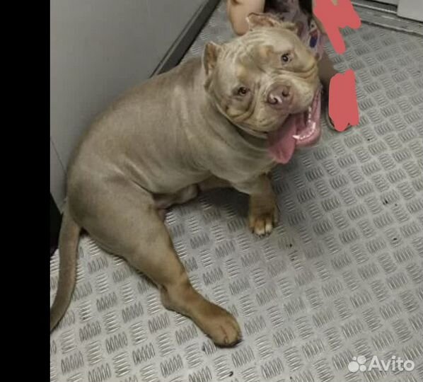 Американский булли