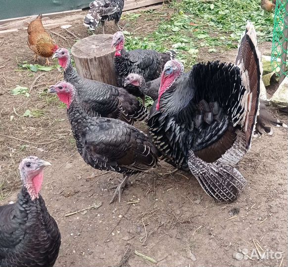 Индюки бронза