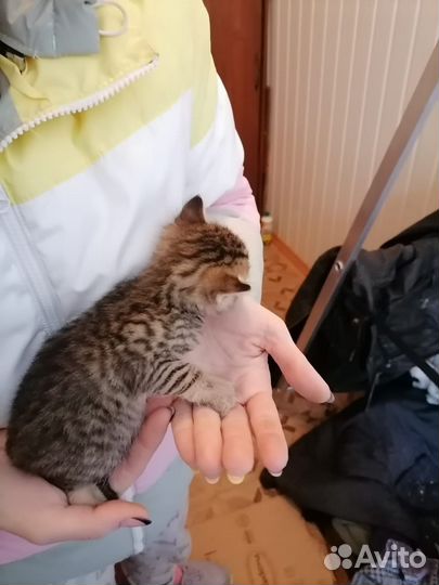 Котенок мальчик