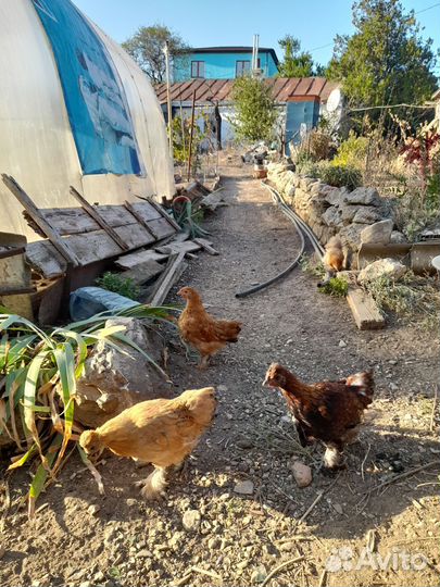 Породные куры