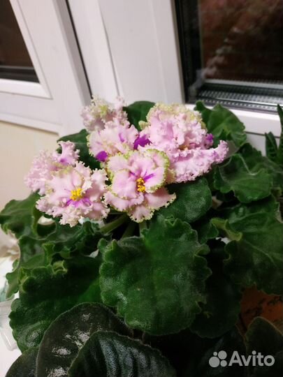 Детки сортовых фиалок