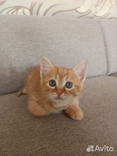 Кошка в дар