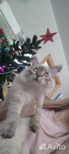 Ищем Жениха.Невская маскарадная