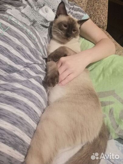 Передержка животных