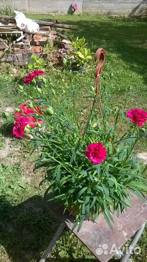 Гвоздика вегетативная