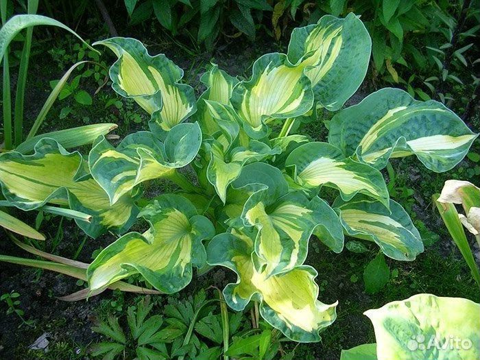Хоста Голден Медоуз