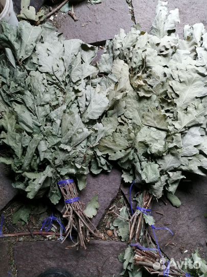 Веник дубовый прошлогодние