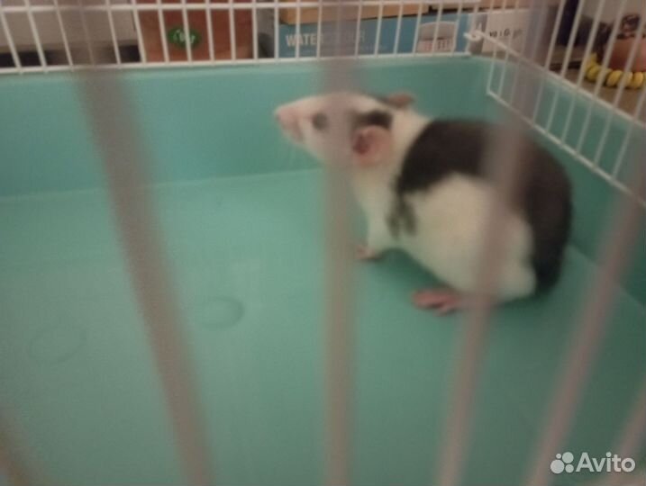 Крыса со всем необходимым