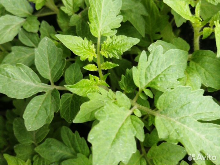 Рассада овощей