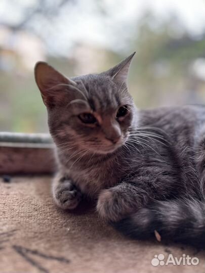 Кот в добрые руки