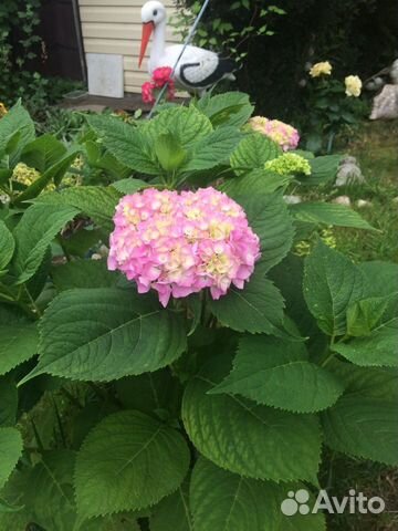 Кусты гортензии крупнолистной розовая и форзиция