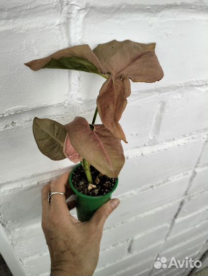 Сингониумы