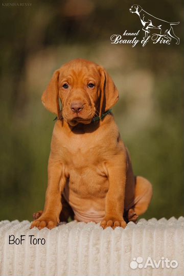 Выжла щенки из питомника