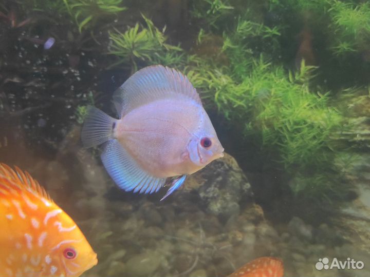 Дискусы рыбки