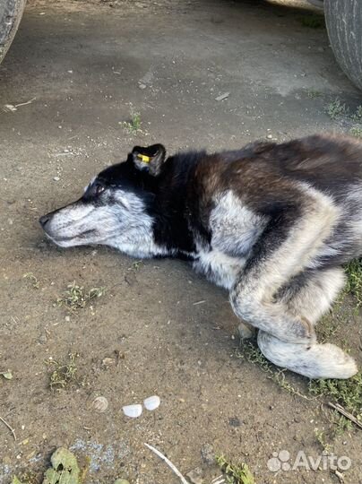 Доброй собаке нужен дом или передержка