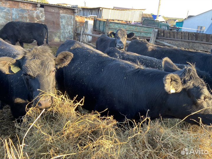 Продаются телки
