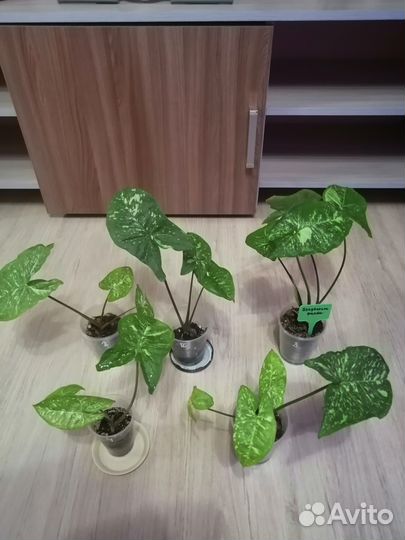 Комнатные цветы