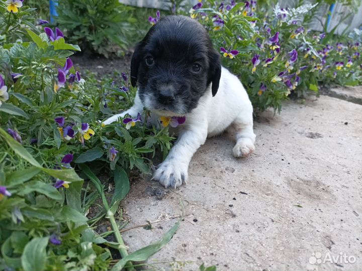 Щенки кокер спаниеля