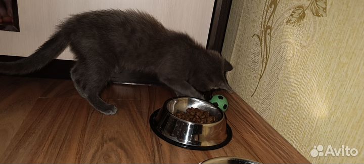 Отдам кошечку в хорошие руки