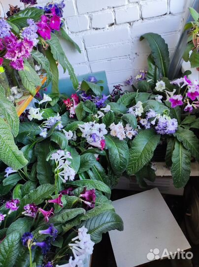 Стрептокарпусы