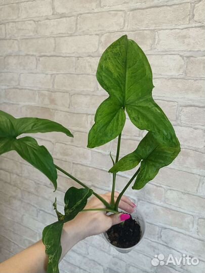 Сингониум моттлед