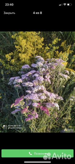 Разные травы