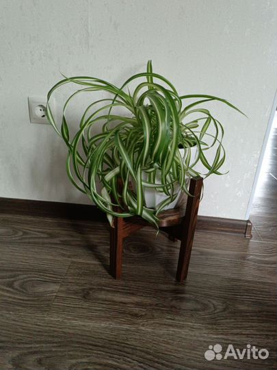 Хлорофитум кудрявый