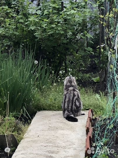 Кошка в дар