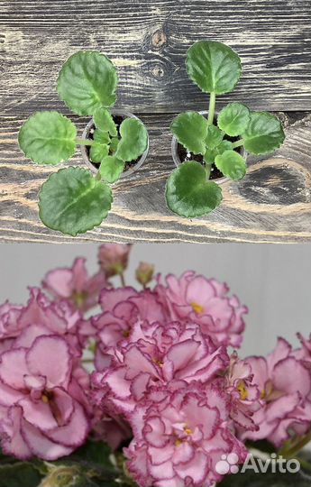 Комнатные цветы, эписция