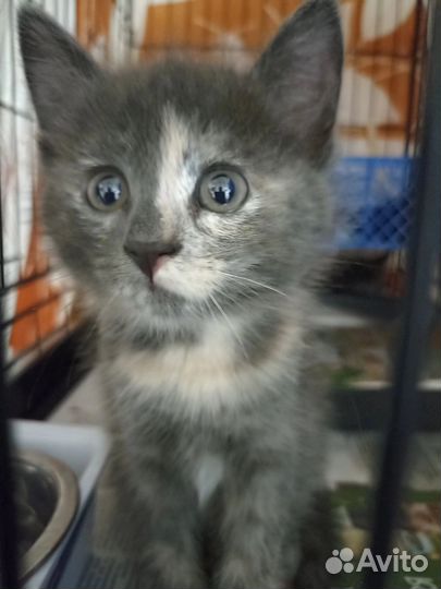 Котятки в добрые руки