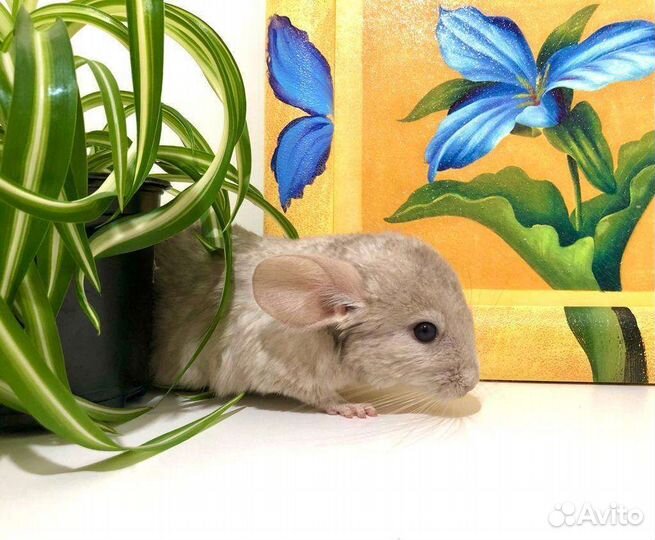Шиншилла девочка