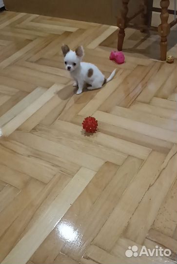 Щенок Чихуахуа