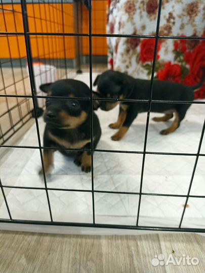 Той-терьер щенки