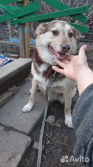 Хороший пёс на охрану