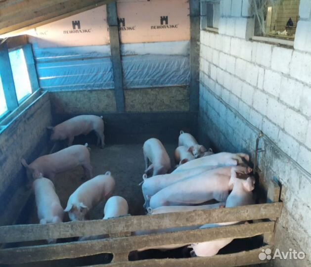 Свиньи живым весом