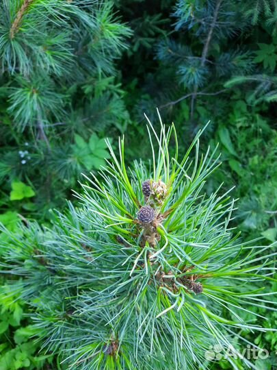 Саженцы кедра сибирского