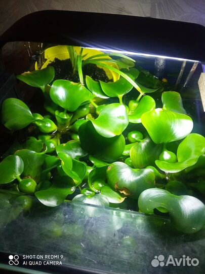 Водный гиацинт