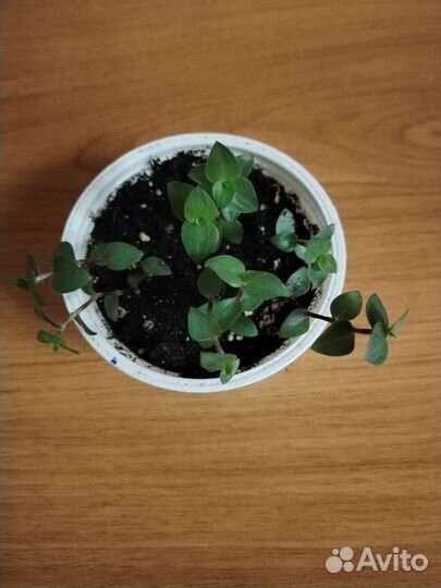 Каллизия ползучая