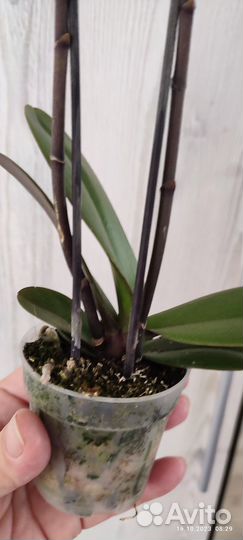 Орхидея фаленопсис пелорик