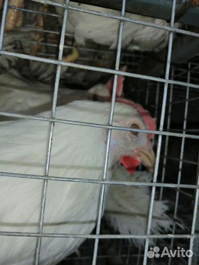 Куры Несушки