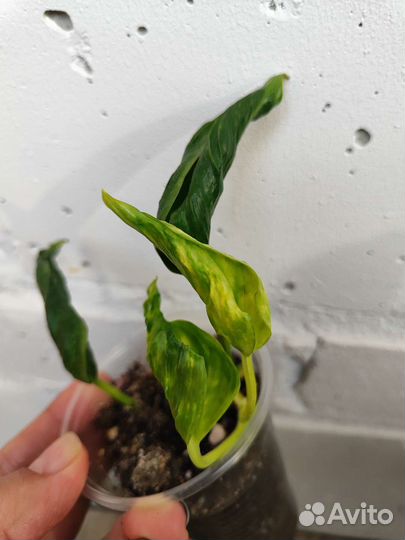 Эпипремнум пиннатум вайт, Сциндапсус Сноу Квин